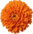 Marigold