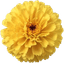 Marigold